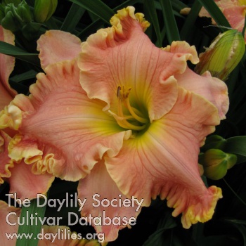 Daylily Putting on the Ritz